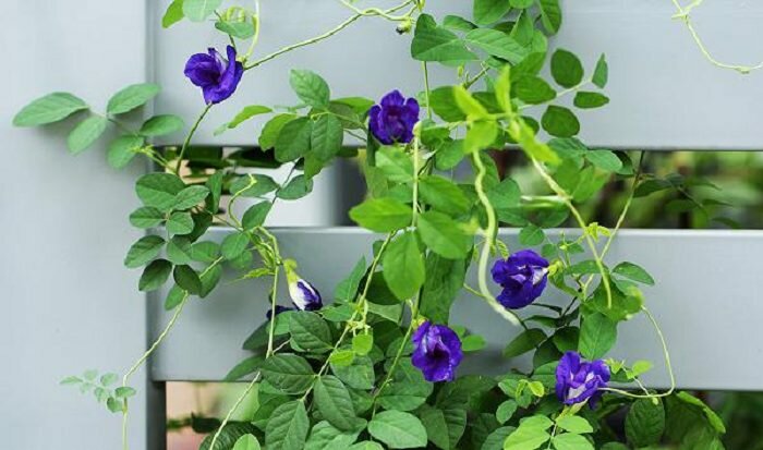 Cây Dậu Biếc