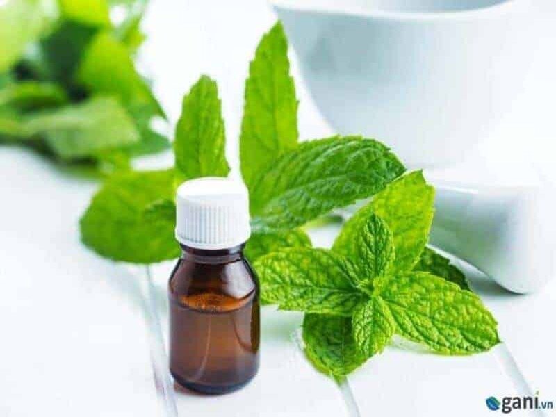 Mách bạn địa chỉ mua tinh dầu bạc hà nguyên chất giá rẻ