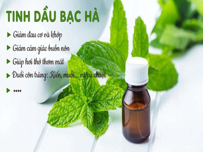 Mách bạn địa chỉ mua tinh dầu bạc hà nguyên chất giá rẻ