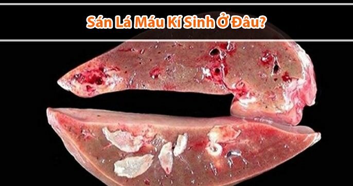 Chuyên gia giải đáp thắc mắc: Sán lá máu kí sinh ở đâu?