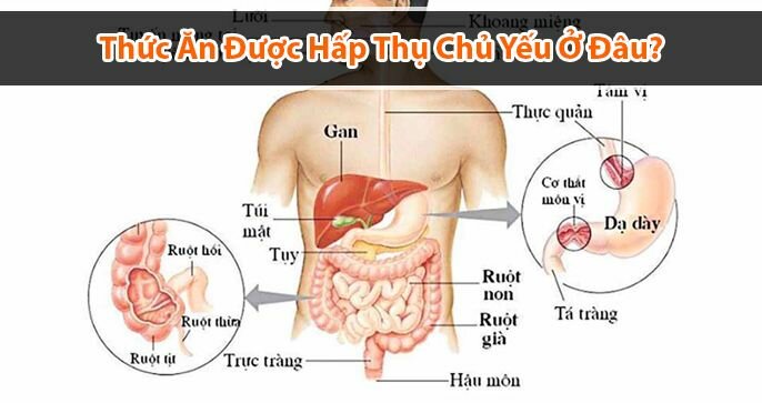 Thức ăn được hấp thụ chủ yếu ở đâu? Sự quan trọng của hệ tiêu hóa