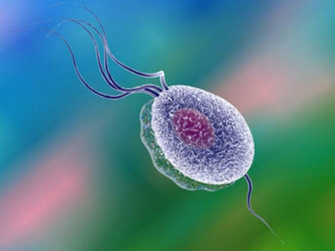 Giải đáp thắc mắc chung: Trùng roi thường tìm thấy ở đâu?