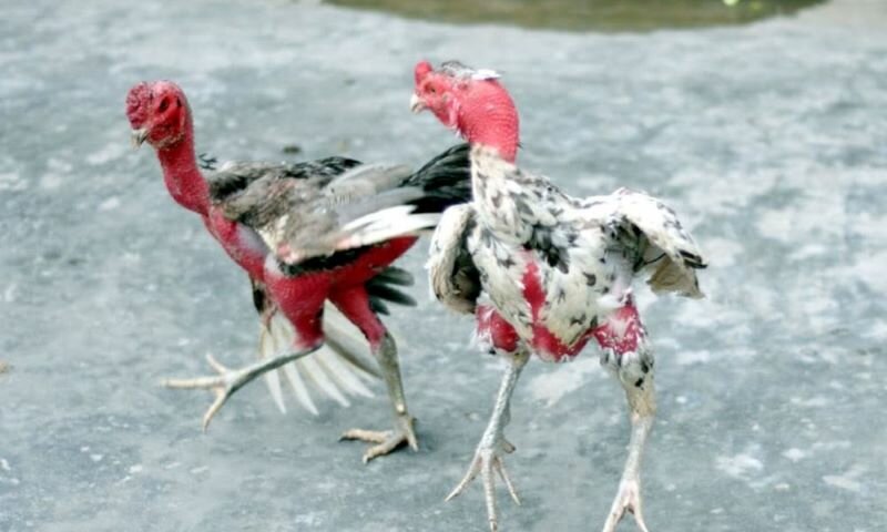 Hướng dẫn cách vần gà chọi non hiệu quả, đúng chuẩn