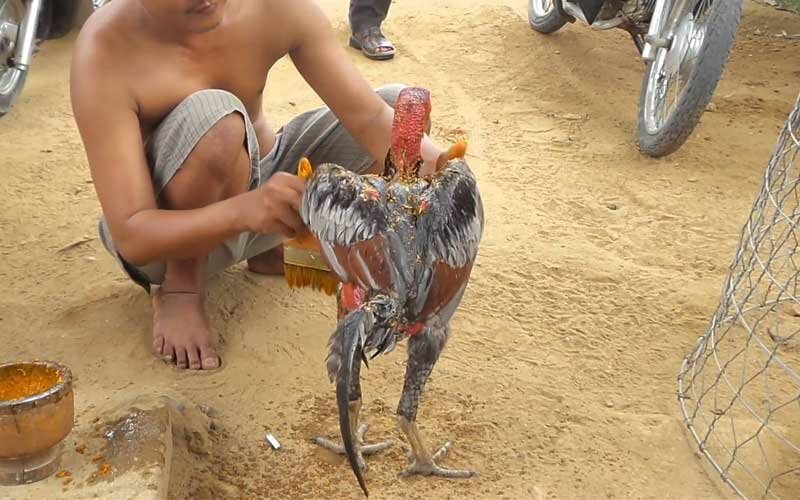 Hướng dẫn cách vần gà chọi non hiệu quả, đúng chuẩn
