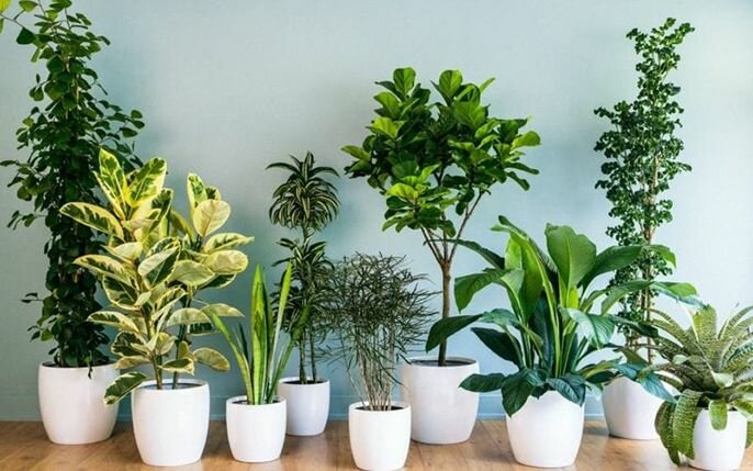 Top 5 Quà tặng ông bà ý nghĩa nhân dịp năm mới